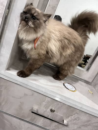 Black and brown color female ragdoll