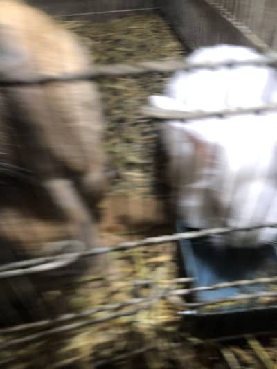 Holland loop babies available and adult teddy bear dwarf pair