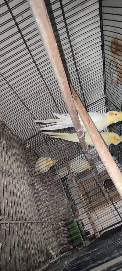 cocktail and common lutino sale