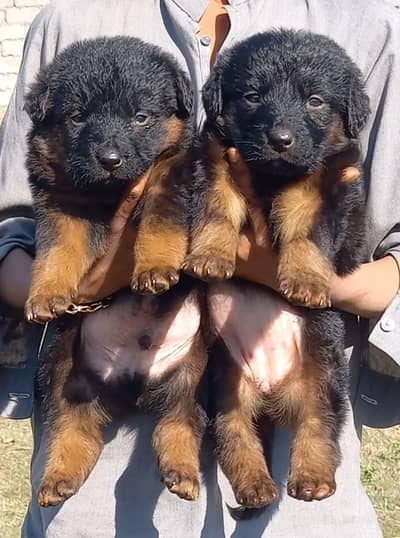 German Shepherd puppies for sale