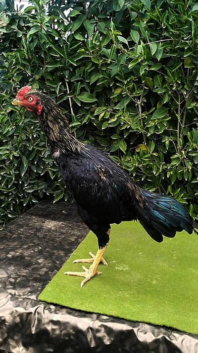 Aseel Mushka Sawa patha [murgha  for sale 03444859901