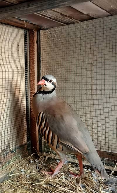 Chakur Pair For Sale