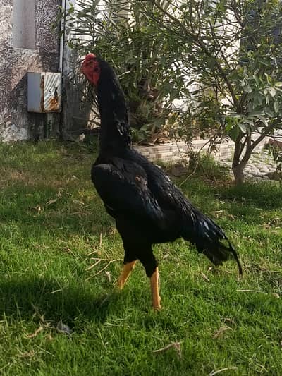 Aseel japanese shamo+kala nawab