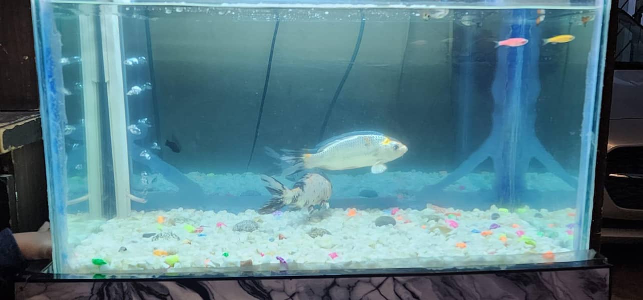 Fish aquarium  4