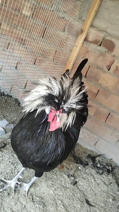 polish male+desi eggs+ayam ceimani eggs + polish eggs available hai