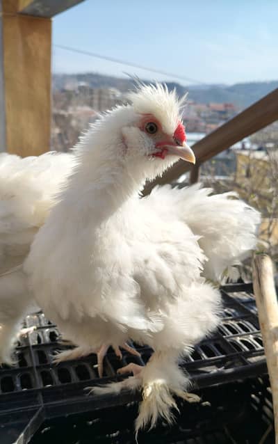 bantam + silkie cross