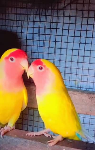 2 pair Lation Love Bird pr Pair 4000 Only For Sell