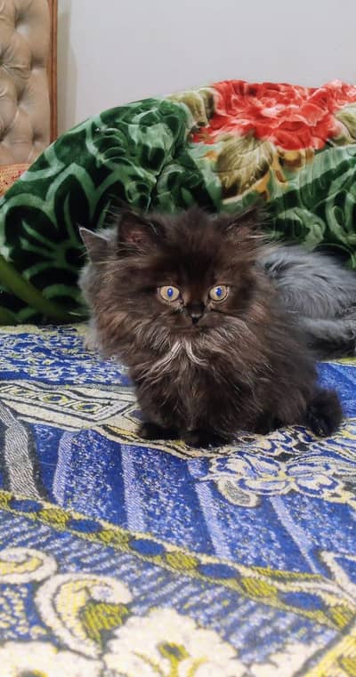 Persian cat big eyes