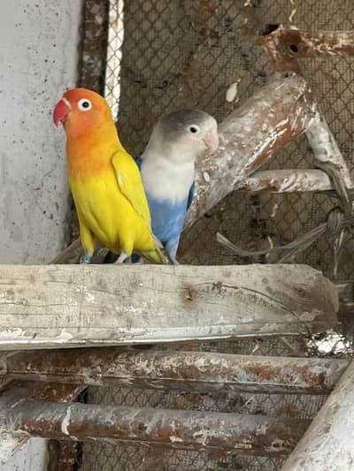 Love birds pair