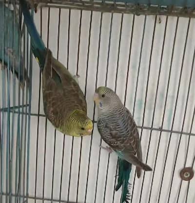 Black wing & Black face