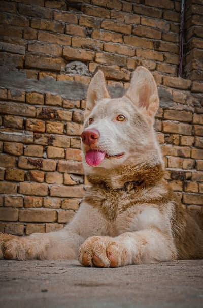 Siberian husky dog available for sale age 11 months