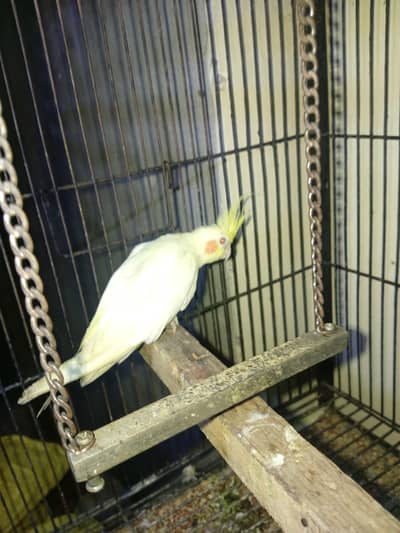 cocktail red eyes  male