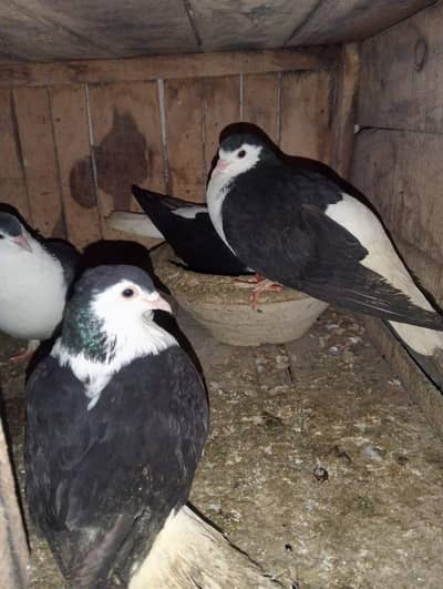 Black and white sherazi pigeon
