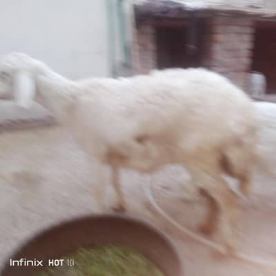 bakri mundra and bachay for sale