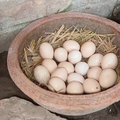 White German shamo eggs