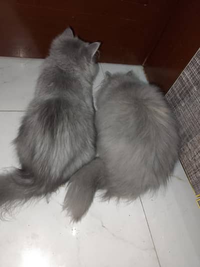 Pure Persian Pair for Sale