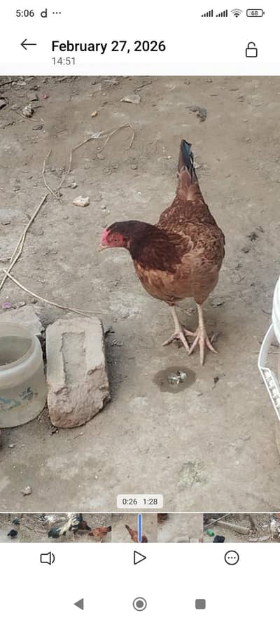 one Aseel and one desi murghian