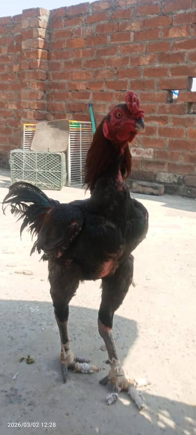 Pure Aseel breeder (home breed)