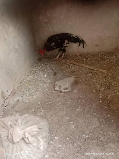 only message on wattapp