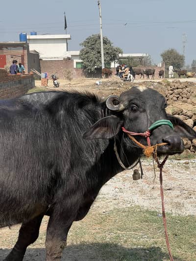 Sajjar buffalo