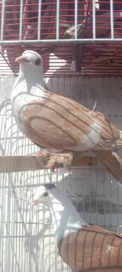 red female yellow male