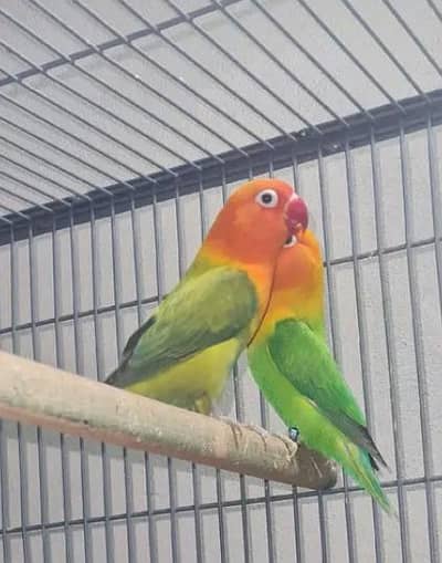 exhibition budgries male/ green opline