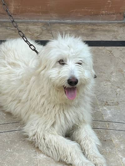 Beautiful Male White Spitz for Sale