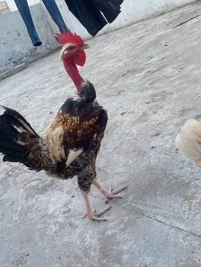 Beautiful Desi Murghy For Sale at Reasonable Price