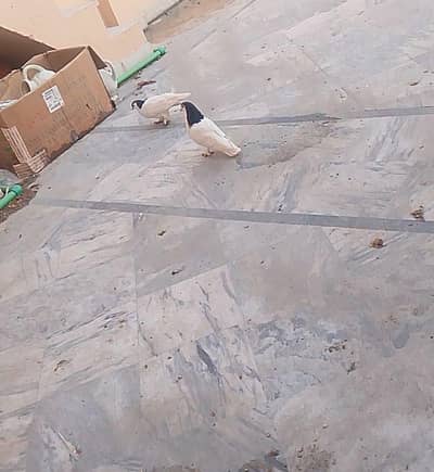 Multani sherazii pure breed