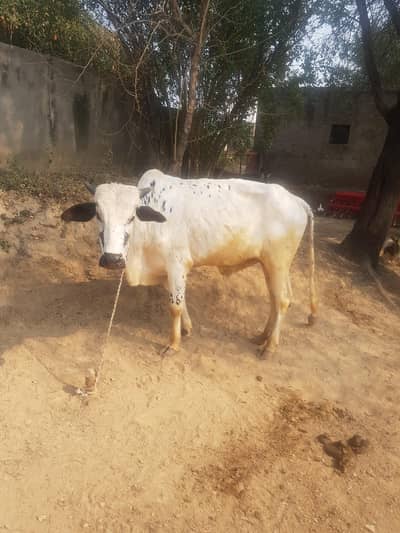 bull for sell 4dant