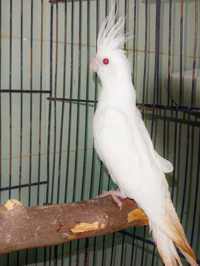 Cockatiel Pieds Split fellow