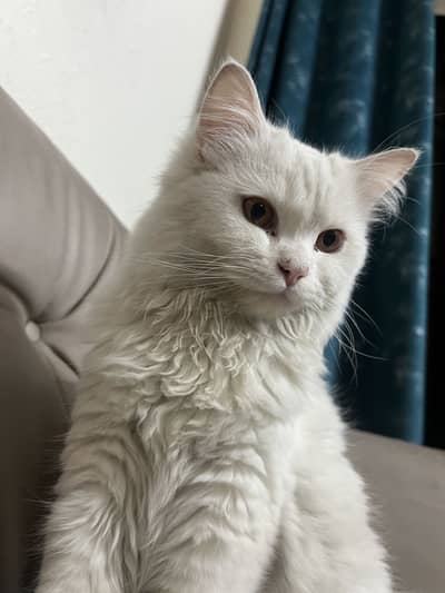 Triple Coat Persian Cat