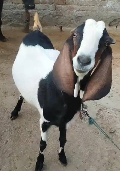 gaban bakri for sale