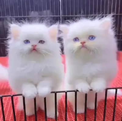cat persian cat my WhatsApp number 03263875929