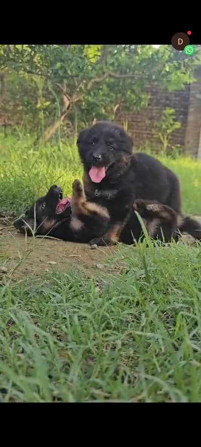 german shepherd black and ten