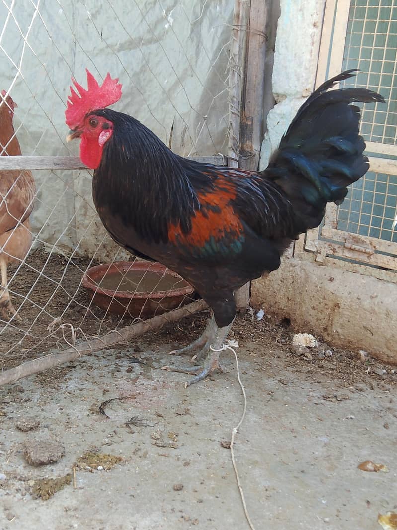 Blaack Rooster  0