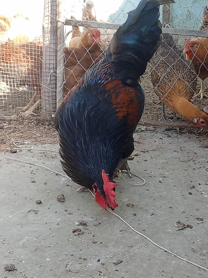 Blaack Rooster  2
