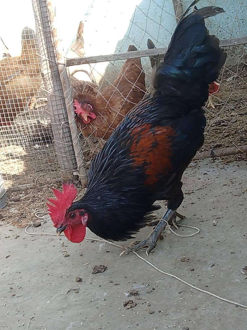 Blaack Rooster  3