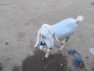 looking for new shelter