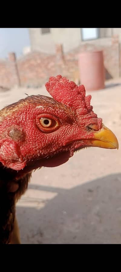 asep0pel sindhi patha long height patha or pakistani patha for sale