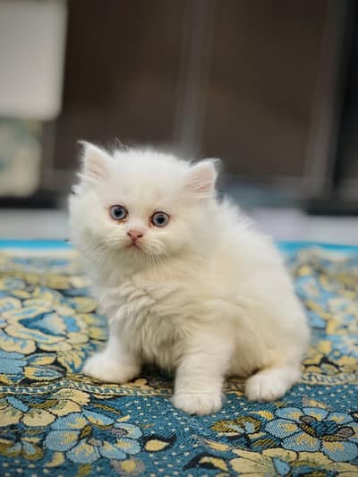 Persian Cat
