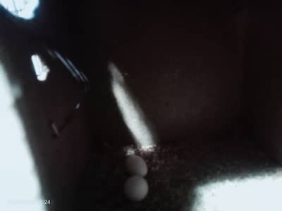 3 Love Birds with cage