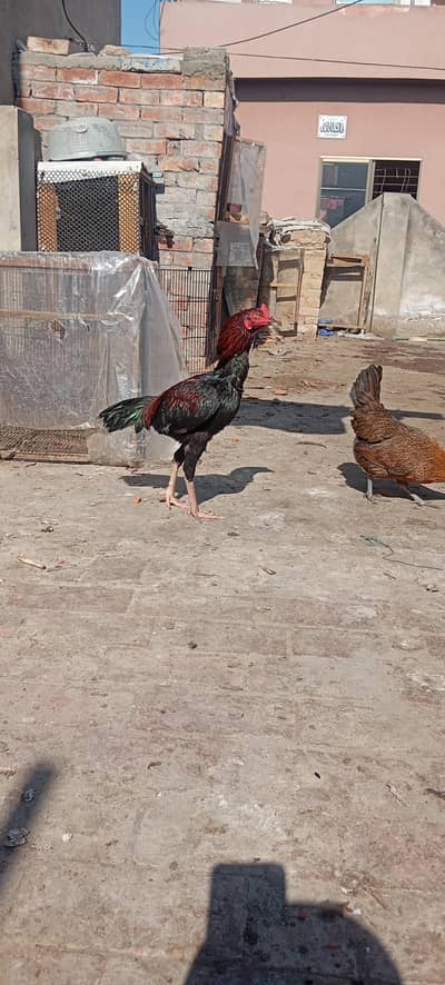 اس نمبرپررابطاکریں 03215085344چورس نلی خوبصورت مرغا ر