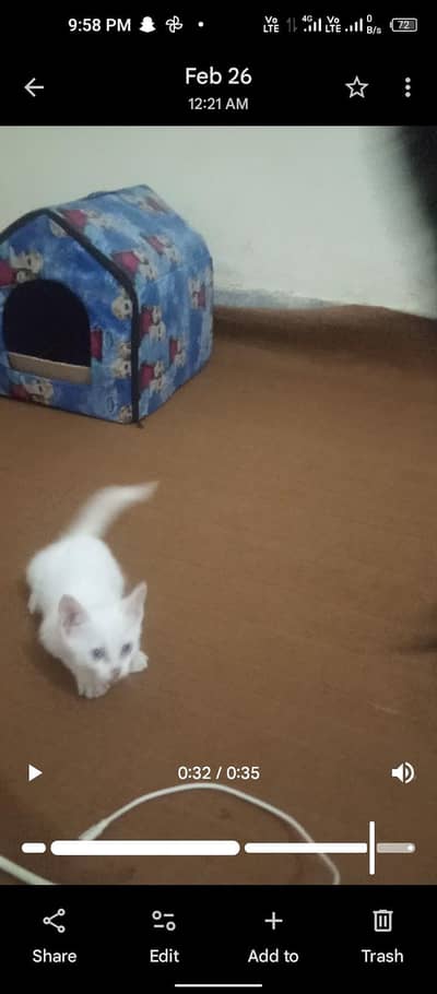 Blue Eyes White Persian Female for Sale