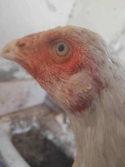 2 heera aseel females for sale a1 quality contact on 03115239303