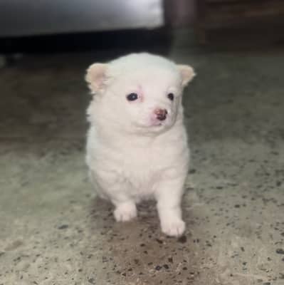 Healthy Dog Home Brider NAME trained