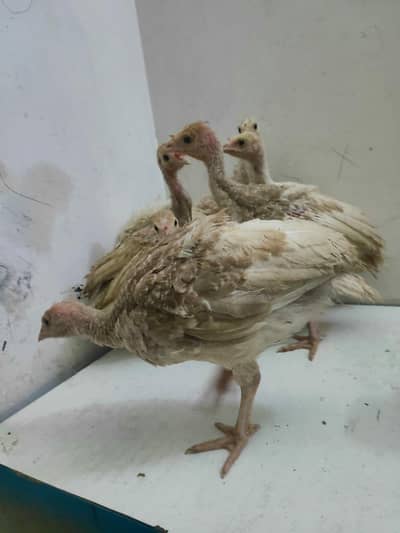 Turkey white  and brown 03403005566 WhatsApp pa bt kara