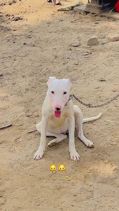 Gultair/Kohati Gultair