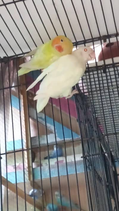 love birds bridder pair healthy pair red eyes