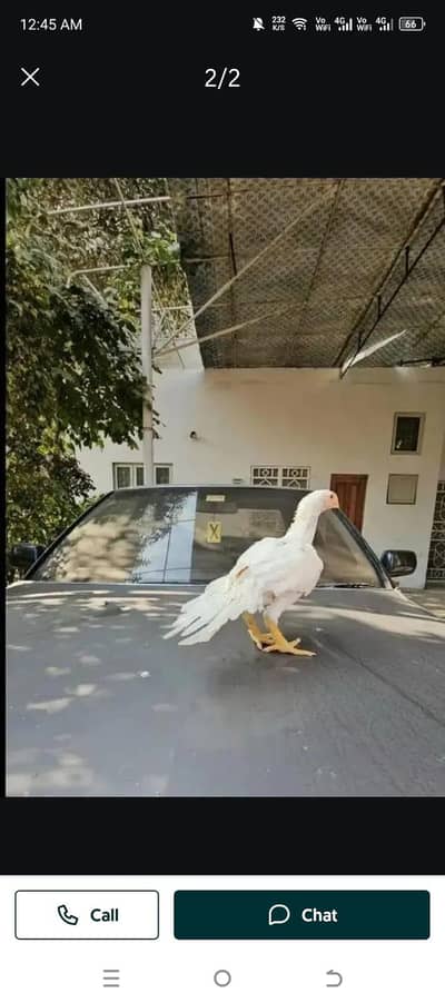 arrot big murga age 3 month for sale 0336/15/74/901